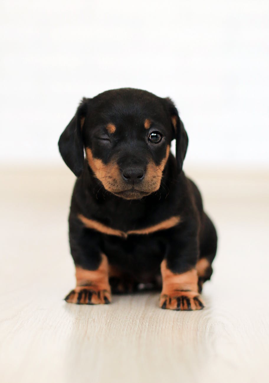 A Dog Named, Sadie